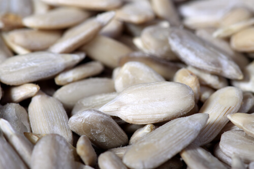 close up of sunflower seeds